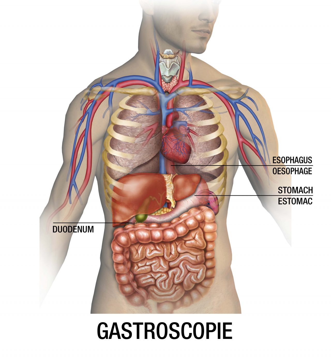 Cancer De L Estomac Diagnostic Et Traitement Le Blog Bernard Raquin Sante Bien Etre